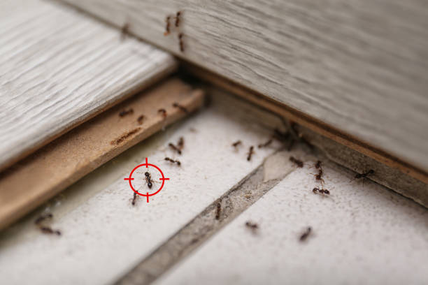 Best Residential Pest Control  in Indian Hills, TX